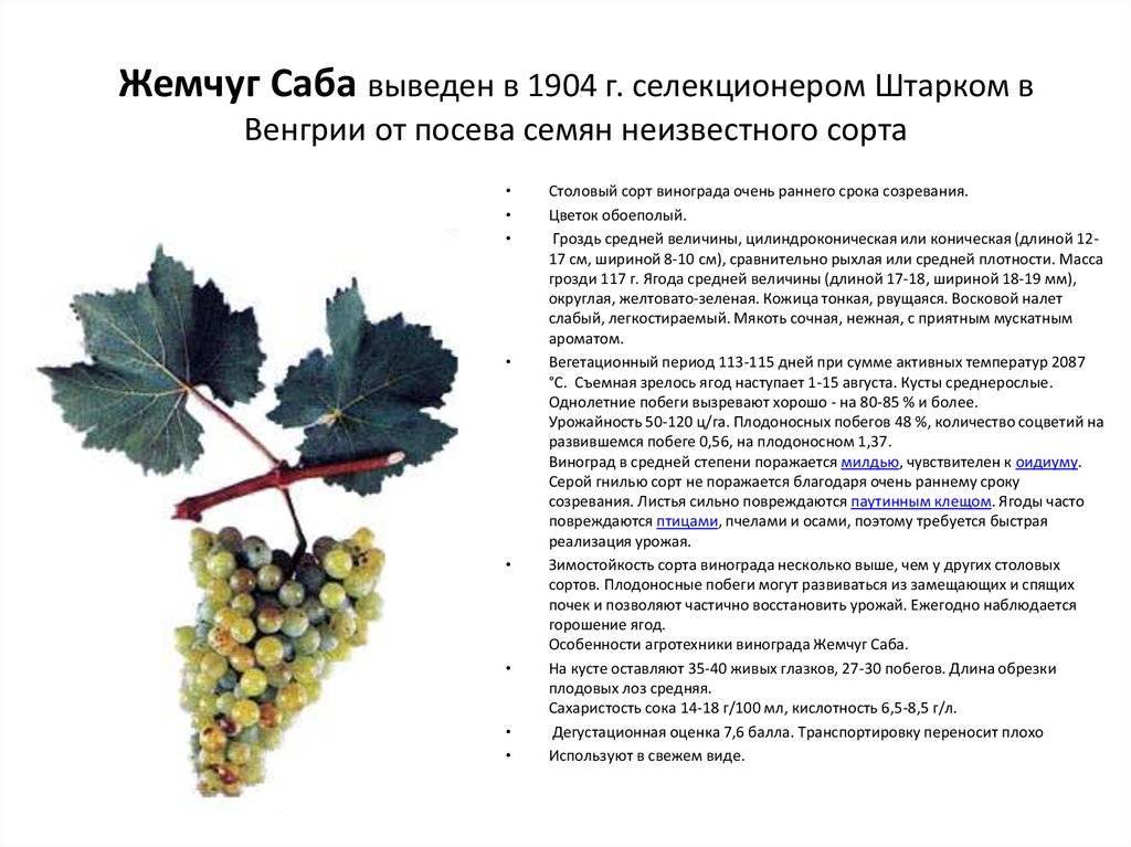 Виноград академик (авидзба): описание и характеристики сорта, выращивание с фото