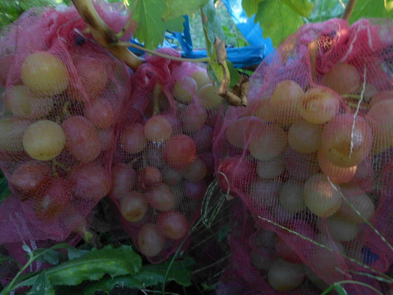Виноград рубин - описание сорта