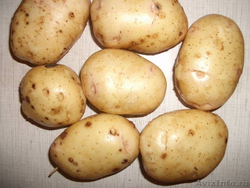 Картофель «невский»: характеристика, вкусовые качества, как выглядит, срок созревания