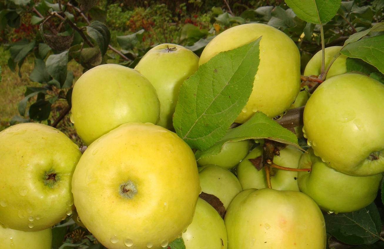 Описание сорта яблони зеленка сочная: фото яблок, важные характеристики, урожайность с дерева
