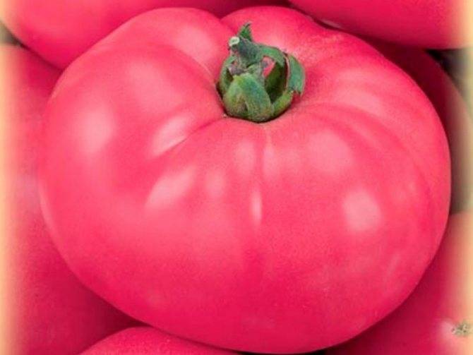 Семена томатов сибирской селекции