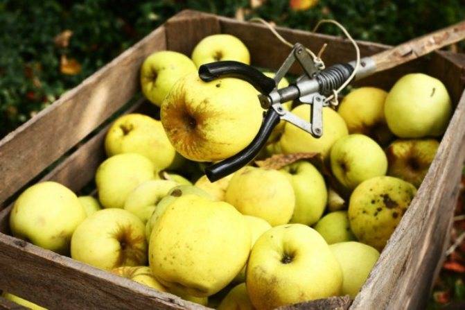 Яблоня гала маст: фото и описание сорта, отзывы