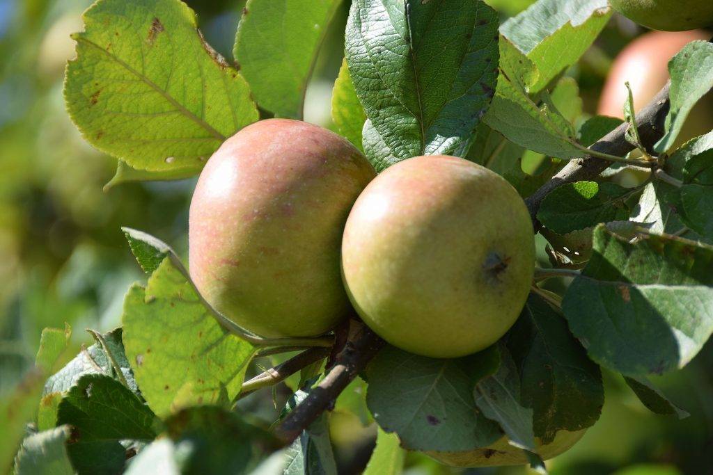 Яблоня вишнёвое - флора питомник - плодовый и садовый питомник растений, продажа саженцев и рассады на весну 2020