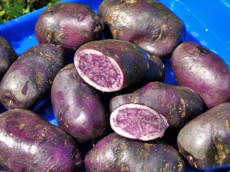 Синяя картошка (фиолетовая картошка): описание, польза и вред, характеристика