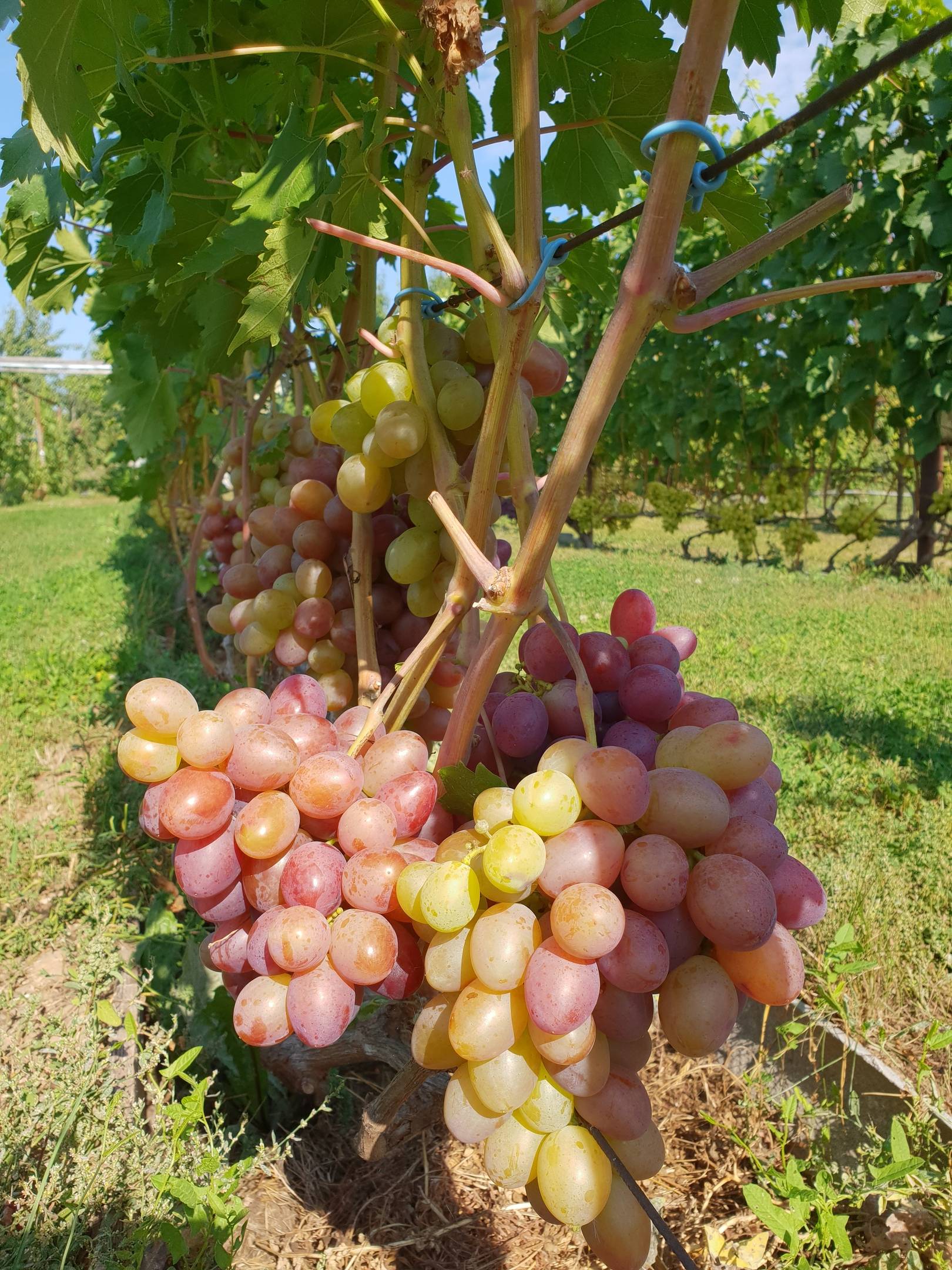 Шираз (сира): описание сорта винограда, характеристики, вкус вина