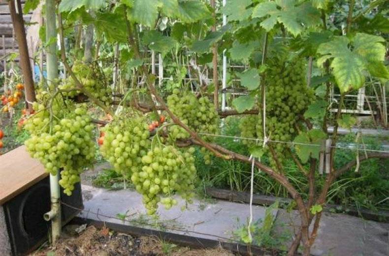 Виноград в сибири для начинающих: посадка и уход, как правильно выращивать, когда садить и собирать