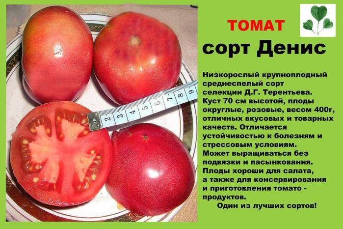 Сорт томат «уральский гигант»: описание, отзывы, фото, урожайность