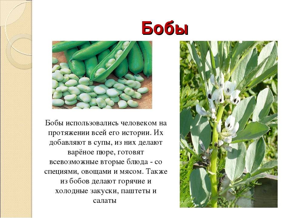 Фасоль лима: описание и характеристика сорта, выращивание с фото