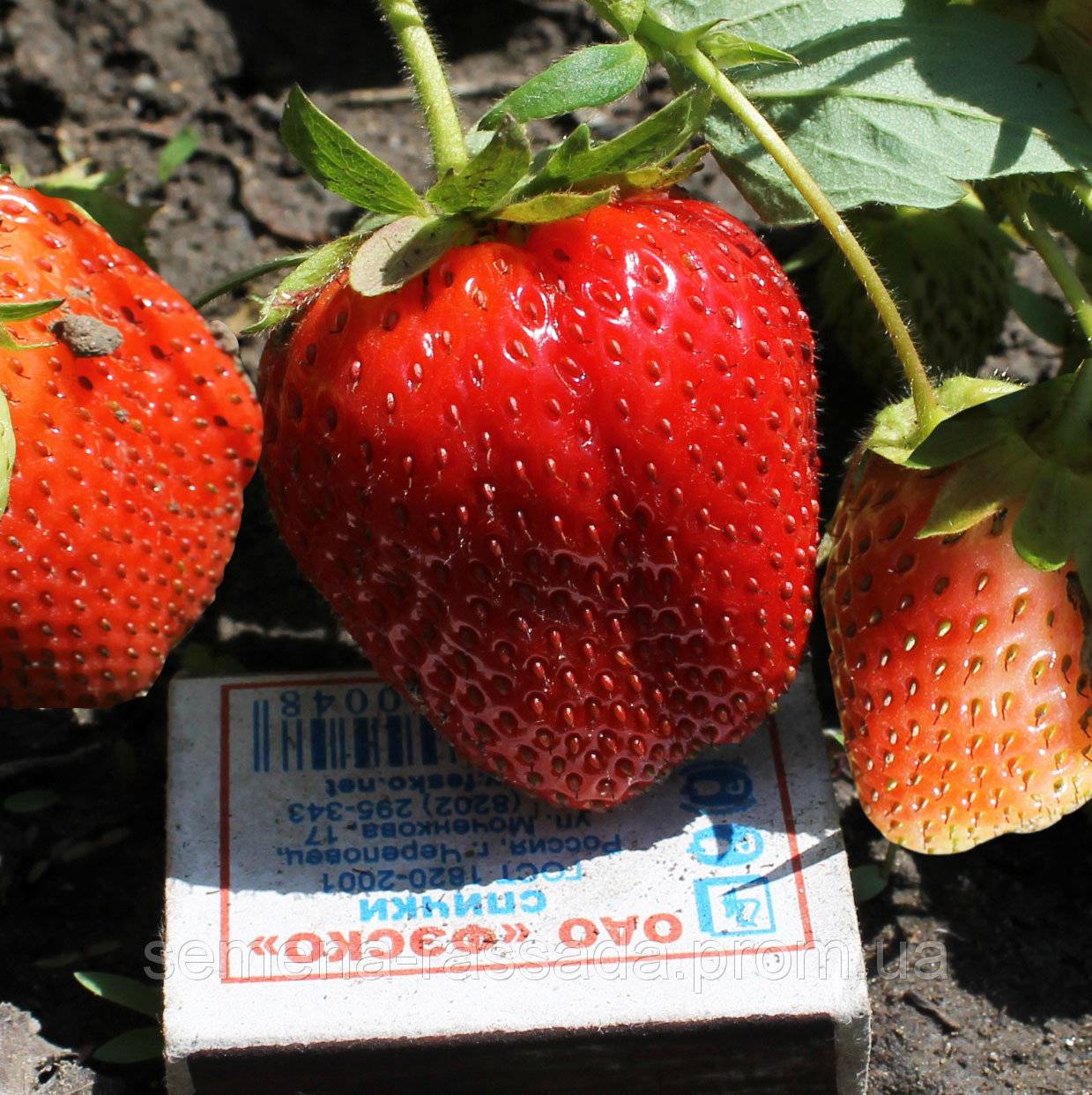 Клубника боровицкая: отзывы садоводов, фото, характеристика позднего сорта ягоды