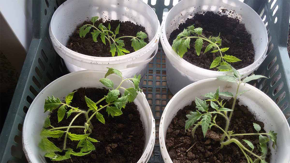 Технология китайского способа выращивания рассады томатов
