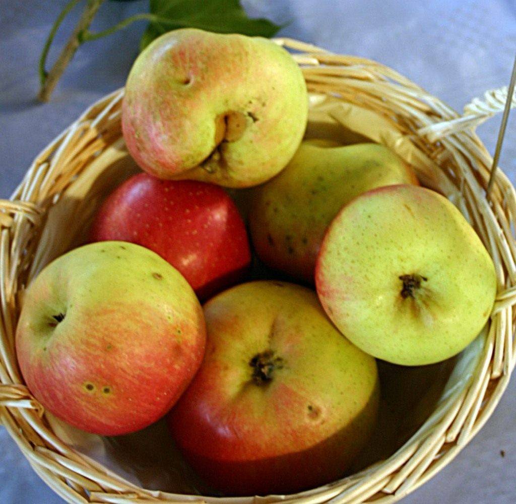 Сорт яблони Коробовка