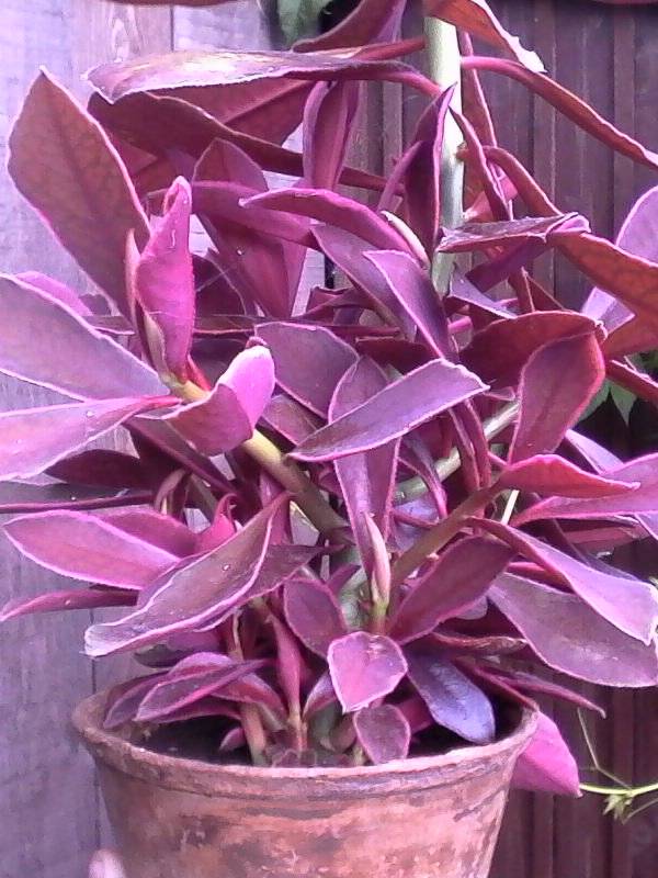 Прекрасное неприхотливое растение — сеткреазия фиолетовая (пурпурная): уход в домашних условиях