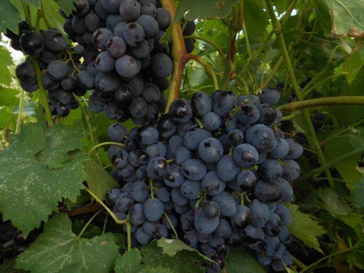 Виноград "сфинкс": описание сорта, фото, отзывы