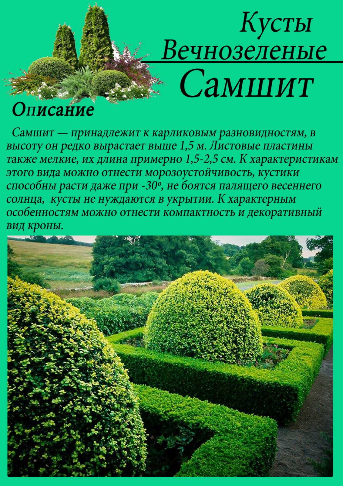 Самшит вечнозеленый фото и описание кустарника