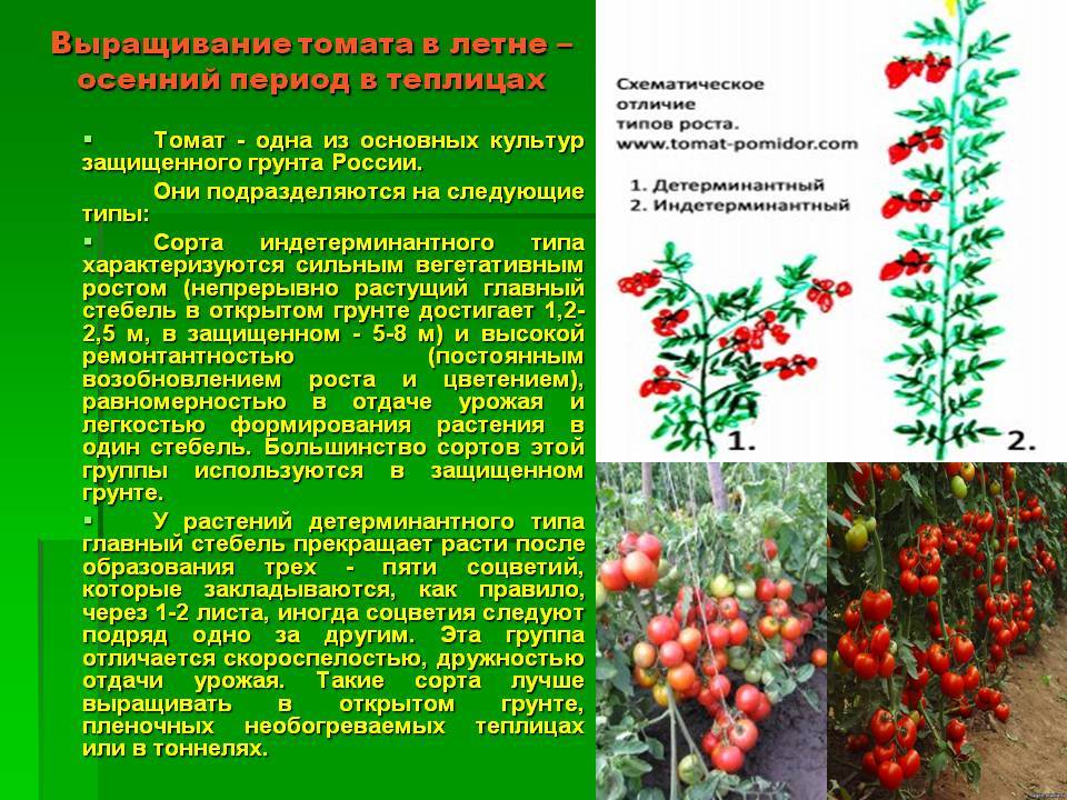 Штамбовые томаты — что это такое