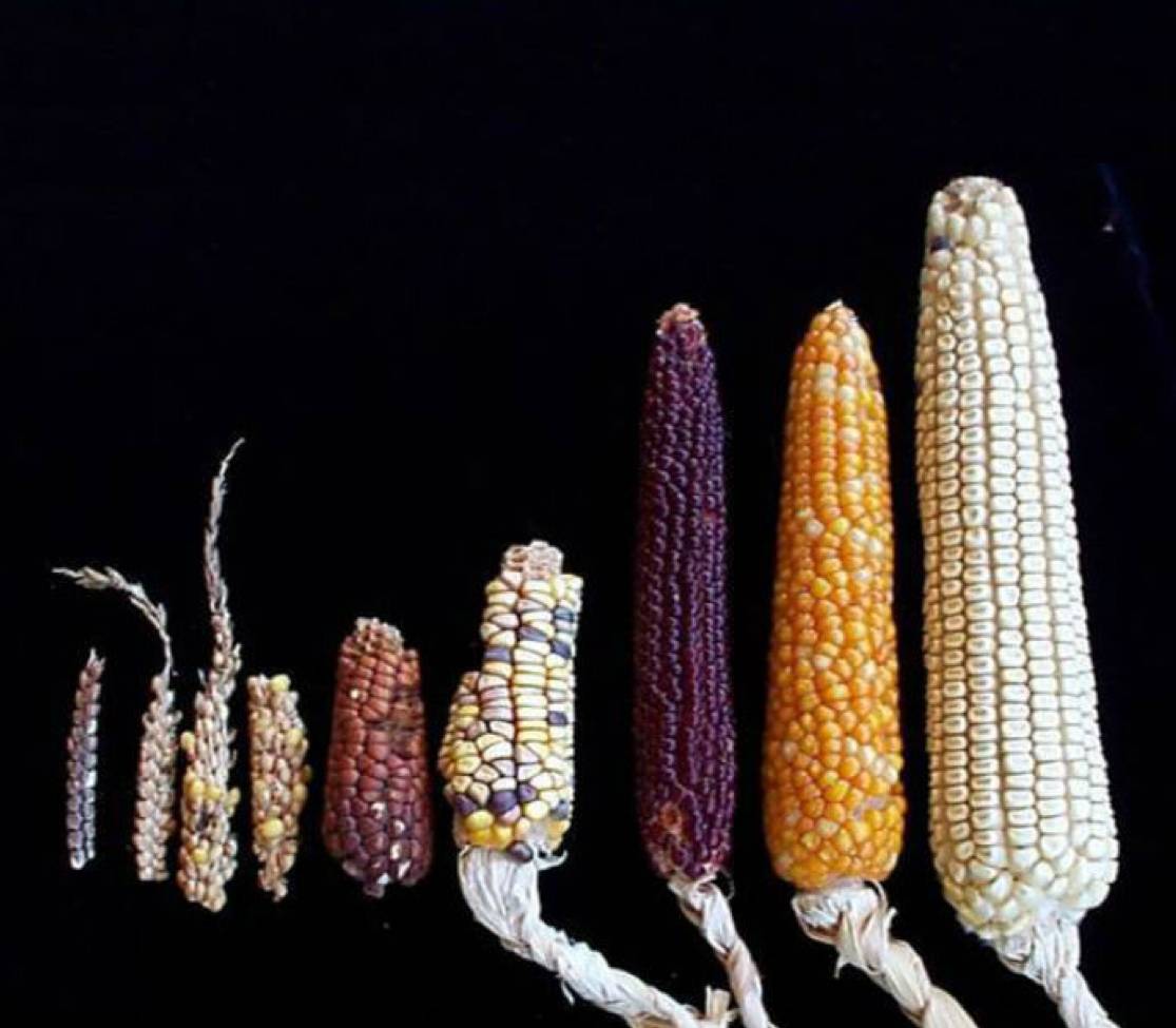 Строение семени и техника выращивания кукурузы