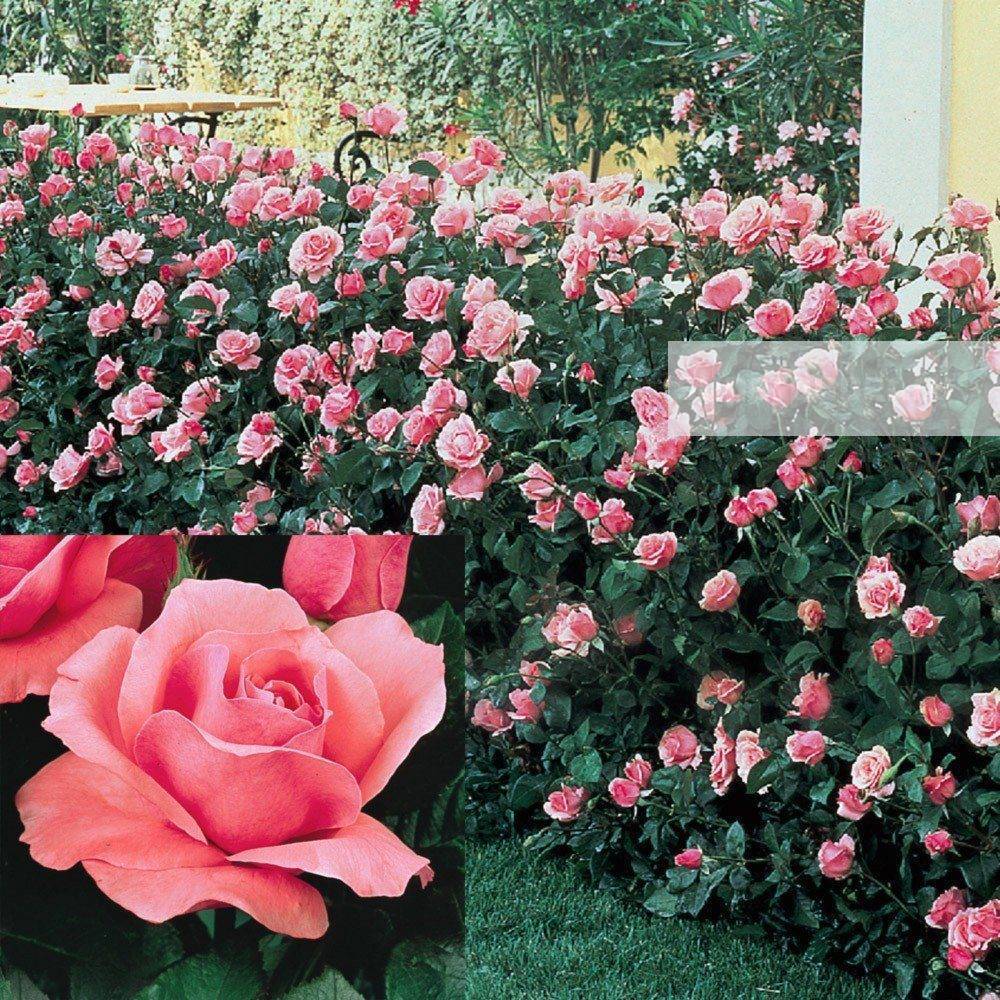 || розы грандифлора, сорта, фото, уход и размножение. когда сажать розы весной и как это сделать