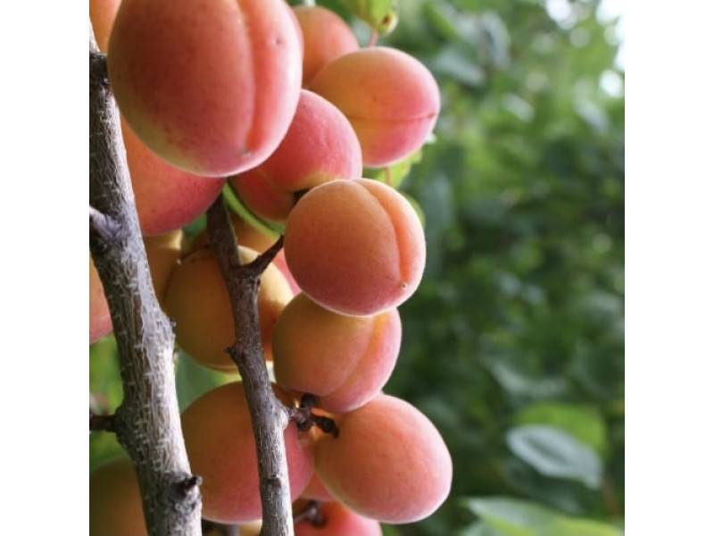 Лучшие сорта абрикоса для выращивания в подмосковье