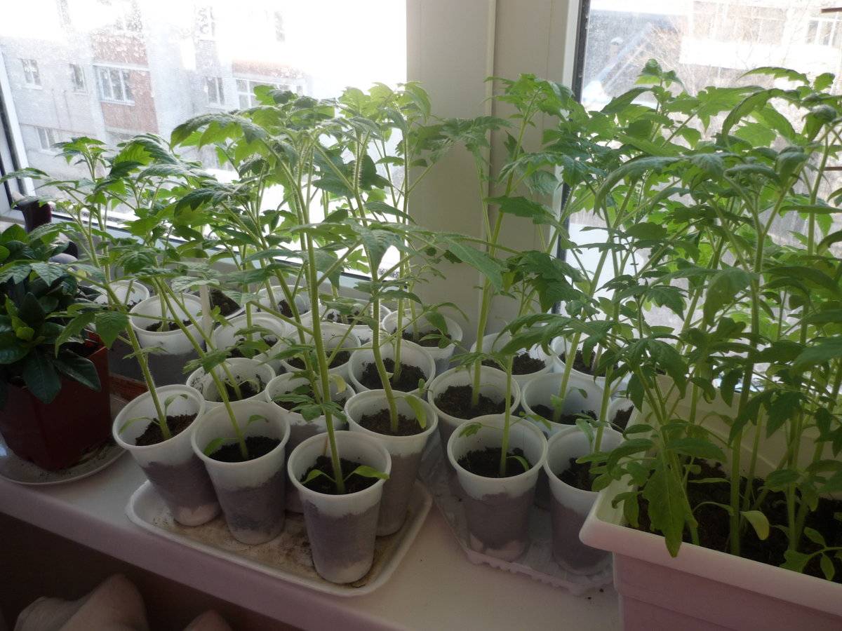 Выращивание рассады томатов в домашних условиях| уход технология