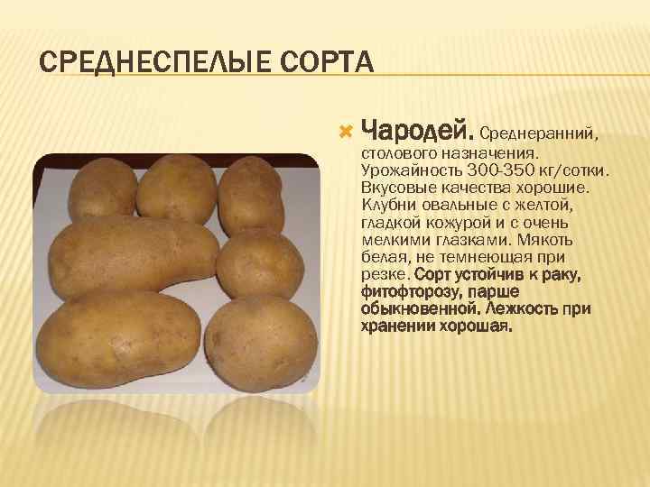 Картофель чародей: характеристика и описание сорта, фото картошки чародейка, вкусовые качества и особенности выращивания, отзывы