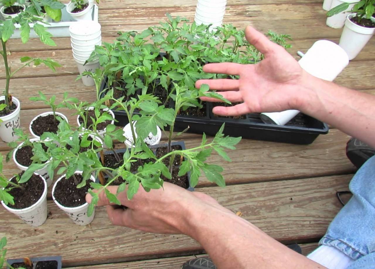 Когда пересаживать помидоры в открытый грунт или теплицу, видео и фото