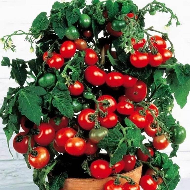 Как вырастить помидоры балконное чудо
