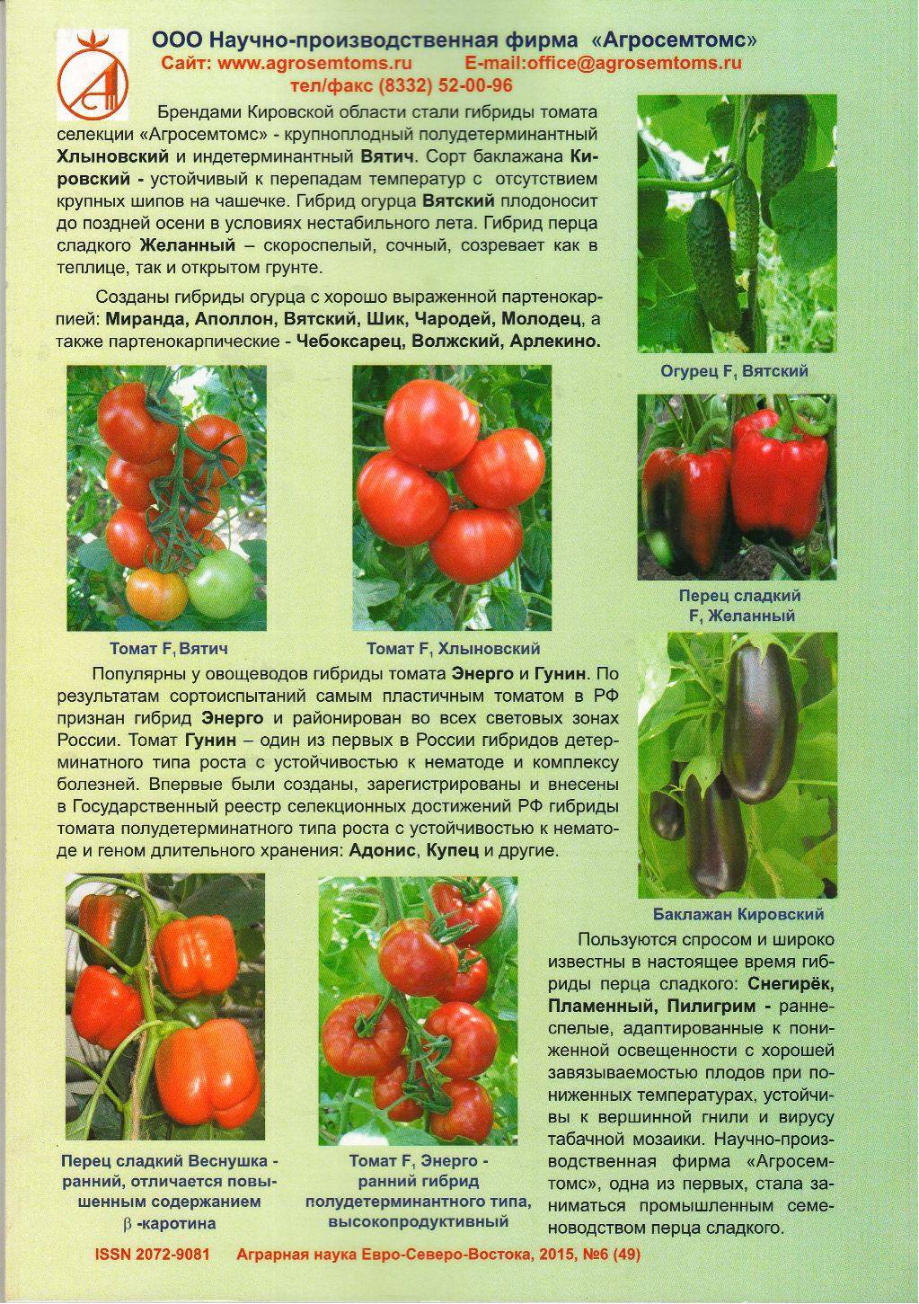 Китайский способ выращивания томатов