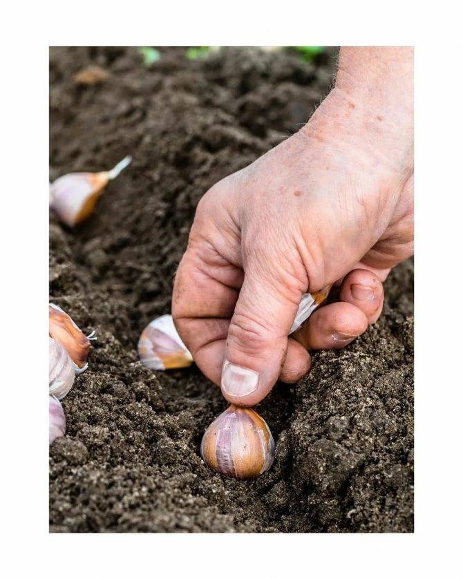 Чем хороша посадка чеснока весной: сроки, почва, выбор яровых сортов для получения отменной головки