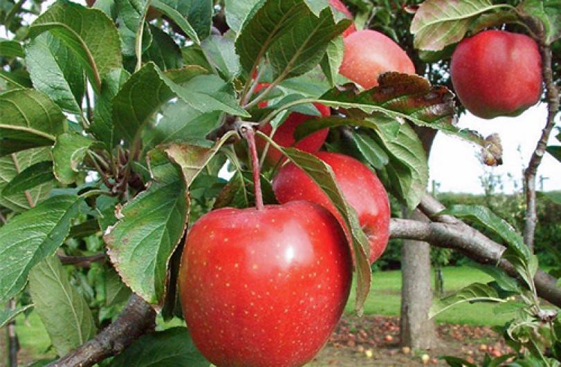 О яблоне глостер: описание и характеристики сорта, посадка и уход