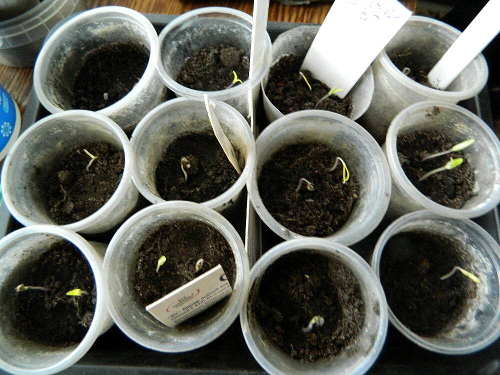 Как правильно посадить помидоры на рассаду дома: условия и сроки с видео