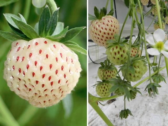 Белоплодная садовая земляника со вкусом ананаса: описание сорта, характеристики, особенности выращивания