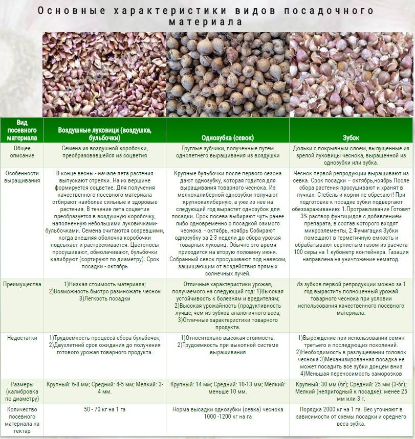 Руководство по выращиванию ярового и озимого чеснока в открытом грунте: посадка, уход, подкормка