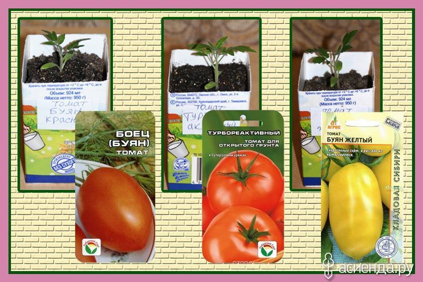 Томат боец (буян) характеристика и описание сорта, отзывы, фото, урожайность – все о томатах. выращивание томатов. сорта и рассада.