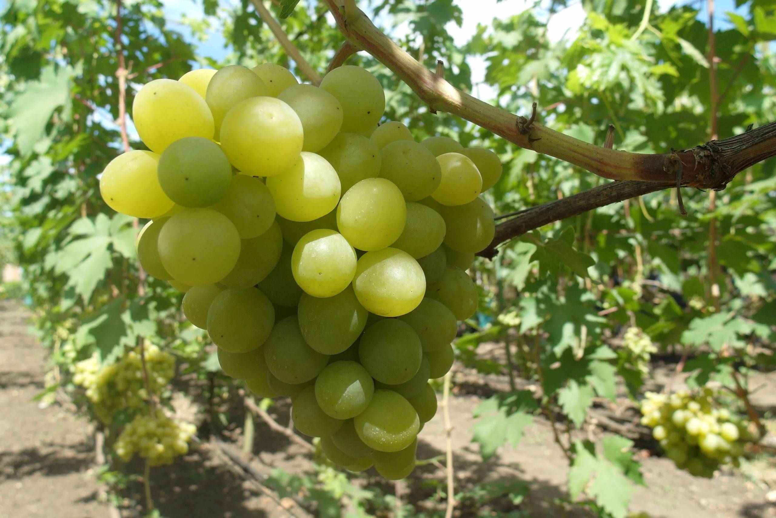 Виноград валек: описание сорта и отзывы :: syl.ru
