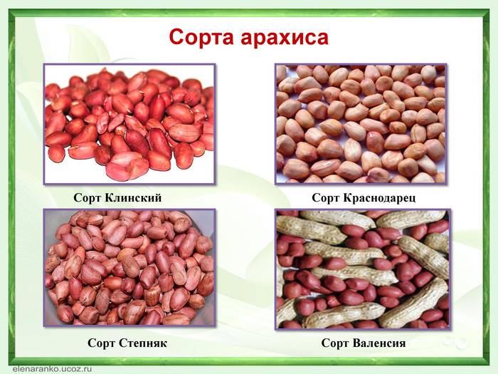 Описание 8 лучших видов и сортов арахиса, тонкости выращивания