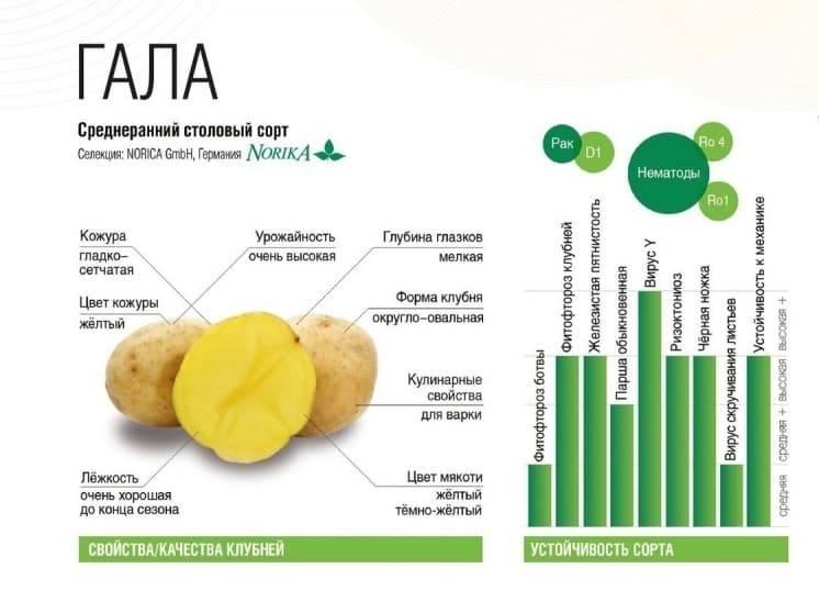 Сладкий картофель гала: описание сорта, характеристика, отзывы об урожайности, фото