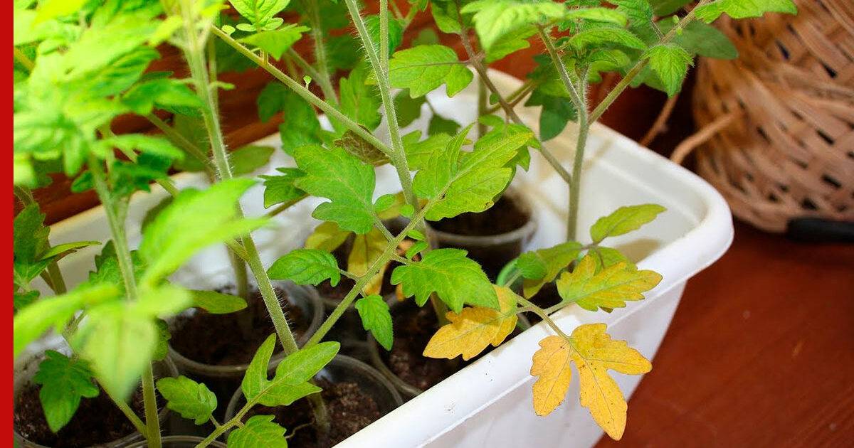 Почему у рассады томатов желтеют, сохнут и скручиваются листья | теплотехники