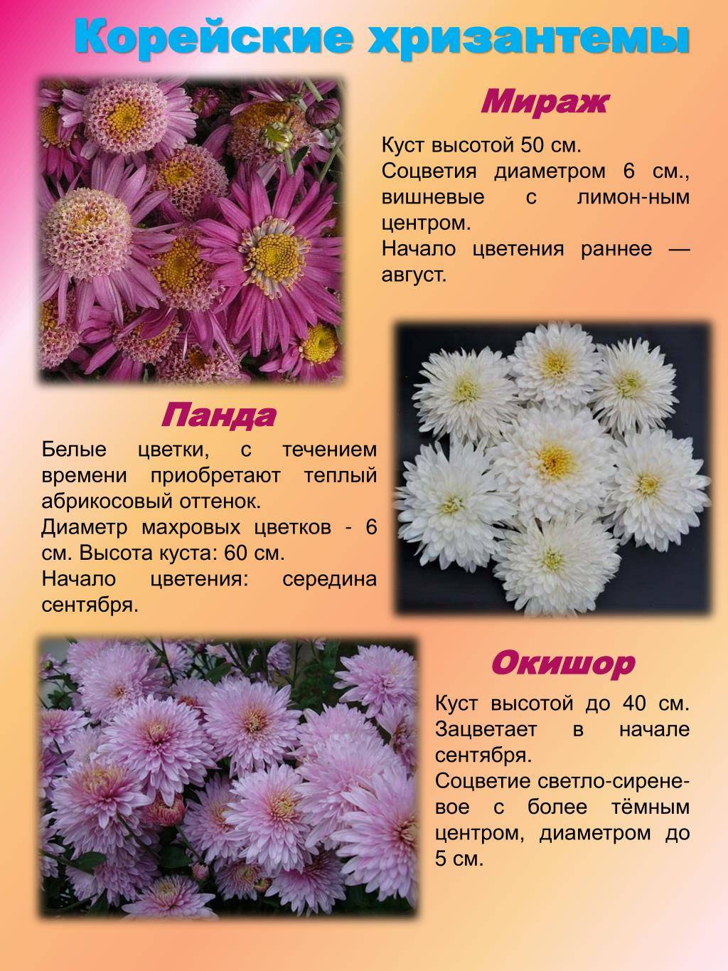 Хризантемы в саду: как выглядит садовый цветок, форма и сорта
