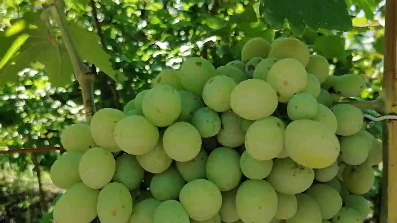 Виноград богатяновский: описание сорта, агротехники и особенности ухода
