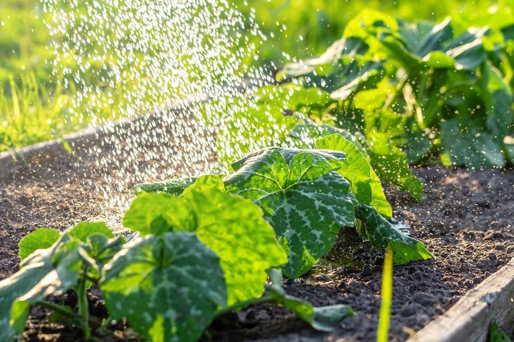 Как поливать тыкву в открытом грунте