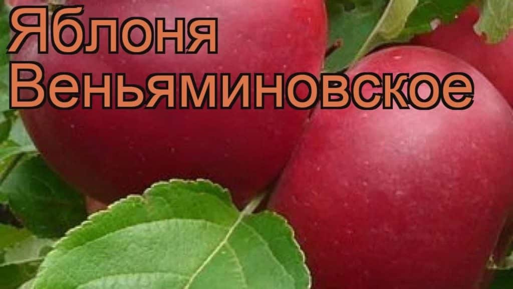 Плюсы выращивания иммунного сорта яблони веньяминовское