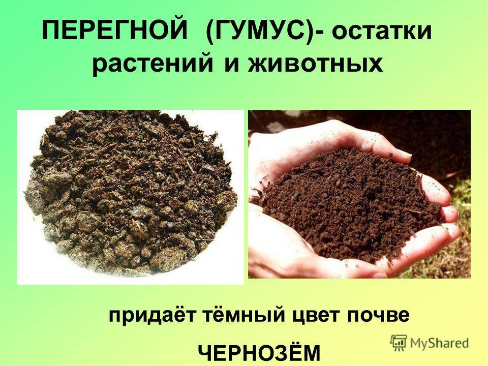Перегной гумус образуется из. Гумус почвы. Перегной в почве. Что такое почвенный перегной. Гумус что это такое почвоведение.