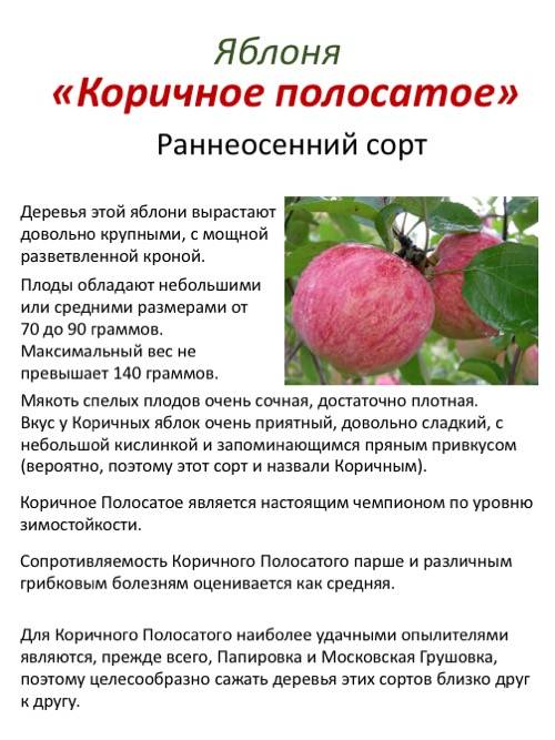 Яблоня конфетное: описание сорта и характеристики, правила посадки и ухода, опылители