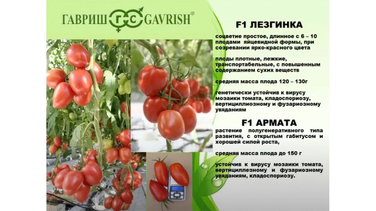 Помидор гаргамель f1 - описание сорта с фото, характеристика, урожайность отзывы кто сажал