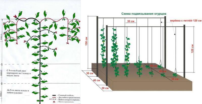 Выращивание огурцов на балконе: сорта, выбор грунта, пошагово для начинающих