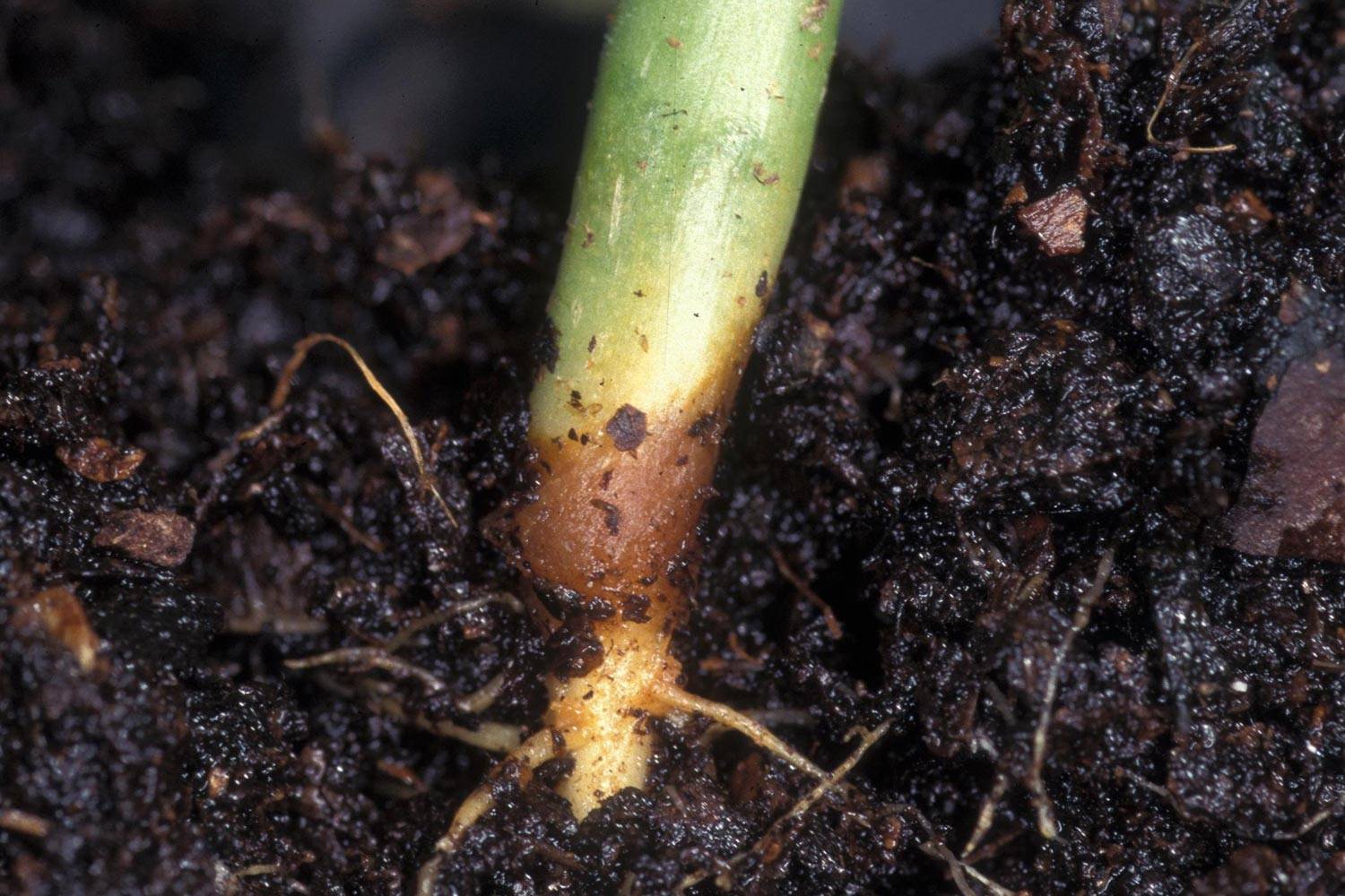 Заболевание рассады черной ножкой, или гниль корневой шейки сеянцев: как спасти рассаду