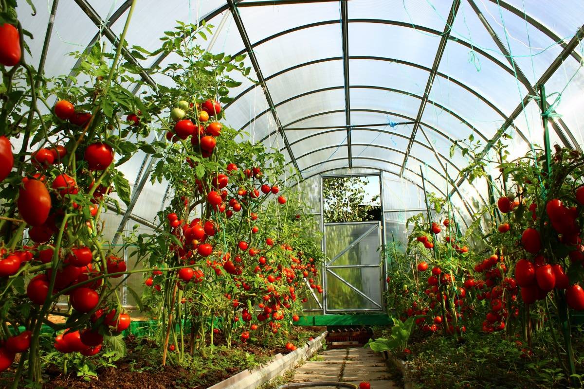 Технология выращивания томатов в теплице