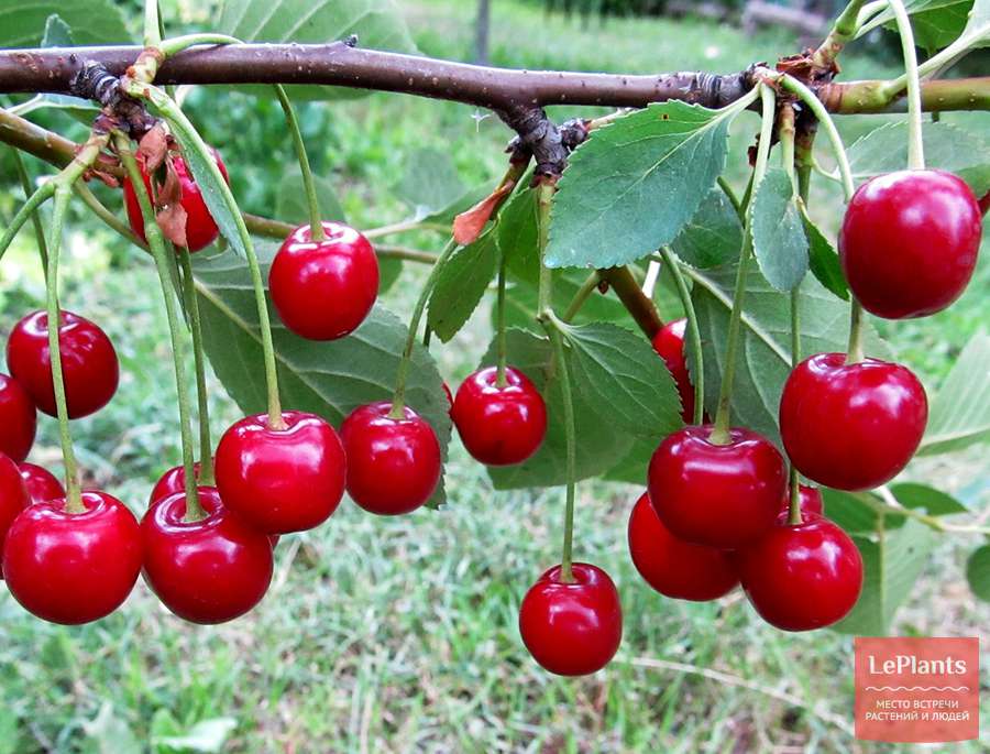 Описание самоплодного сорта обыкновенной вишни ассоль