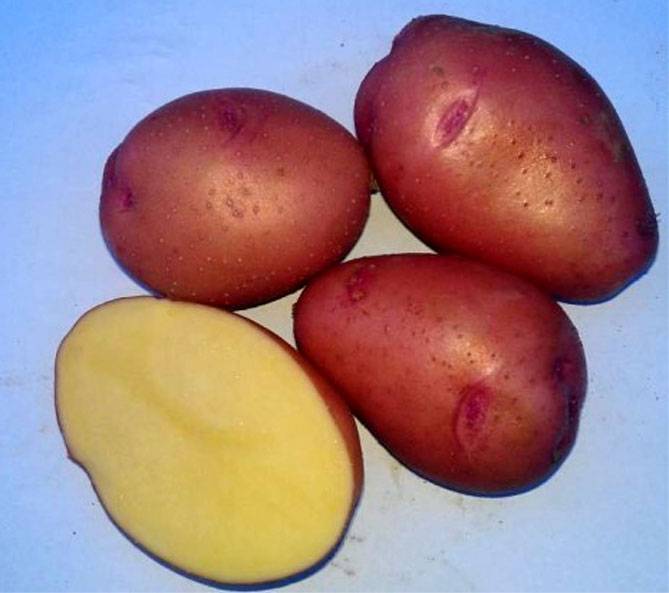Картофель лорх: описание сорта, фото, отзывы, вкусовые качества