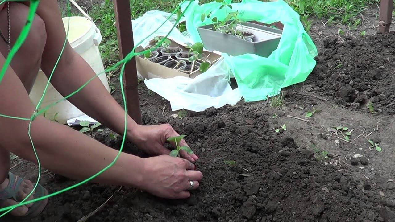 Огурцы для открытого грунта в сибири самоопыляющиеся / холодостойкие гибриды растений